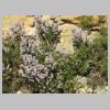 cassis-couronne-charlemagne-baou-saoupe-55.jpg