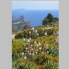 cassis-la-ciotat-cap-canaille-falaises-soubeyranes-80.jpg