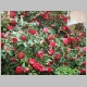 DSC02790.JPG