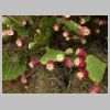 rando-coudouliere-cap-negre-2016-10-11-48.jpg