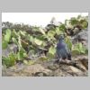 rando-coudouliere-cap-negre-2016-10-11-81.jpg