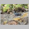 rando-coudouliere-cap-negre-2016-10-11-82.jpg