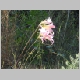 DSC07846.JPG