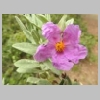 janas-le-mai-05.jpg
