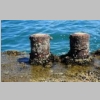 la-seyne-port-corniche-balaguier-tamaris-sablettes-110.jpg