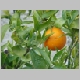 DSC04443.JPG