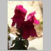 2019-02-26-rando-les-embiez-29.jpg