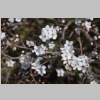 rando-saint-cyr-madrague-port-alon-sentier-vignes-2015-03-08-53.JPG