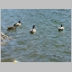 DSC01529.JPG